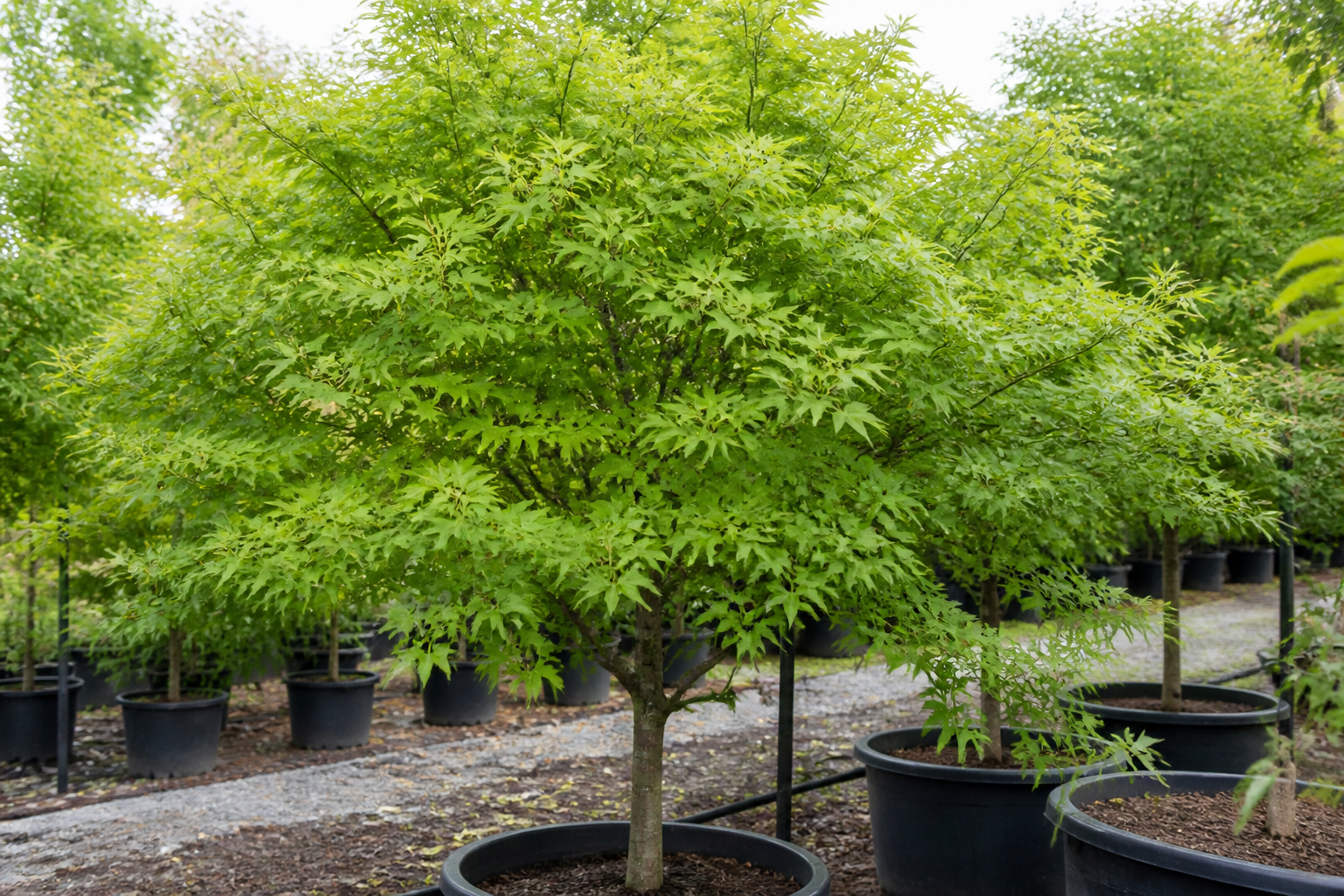 Ornamental deciduous trees in nursery pots