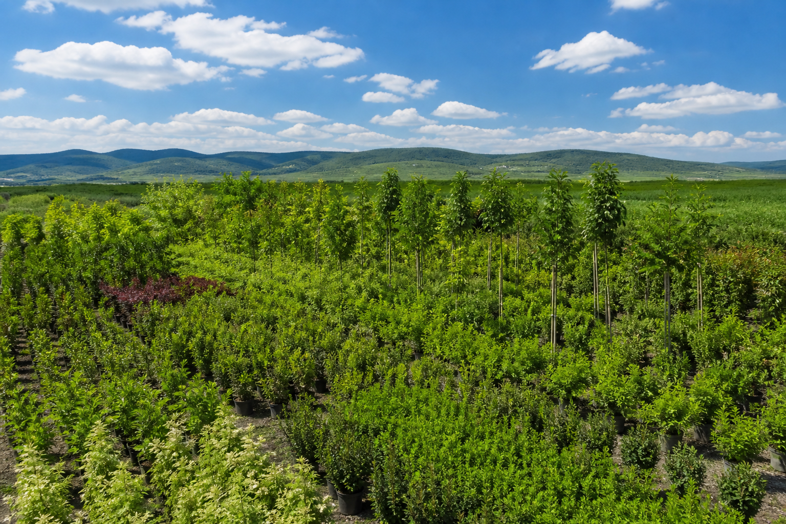 Own-grown trees and shrubs in outdoor nursery rows